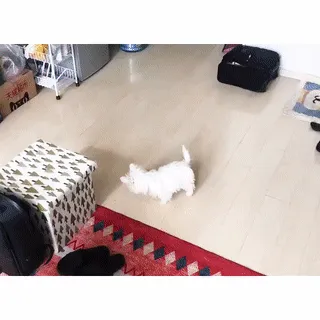 Interactive Dog Toy
