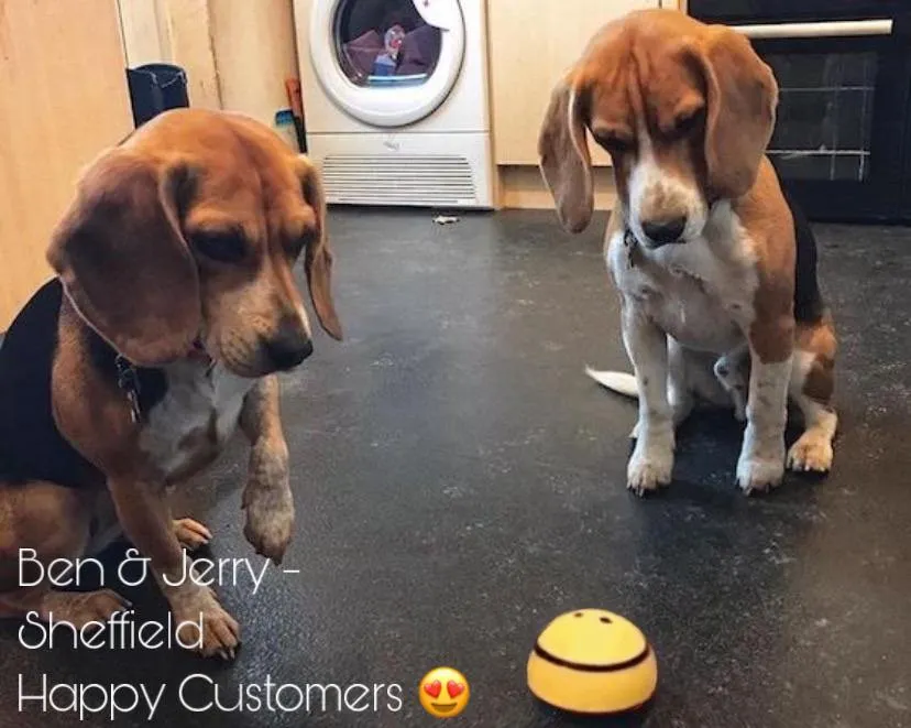 Interactive Dog Toy